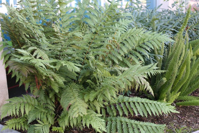 Папоротник Woodwardia fimbriata