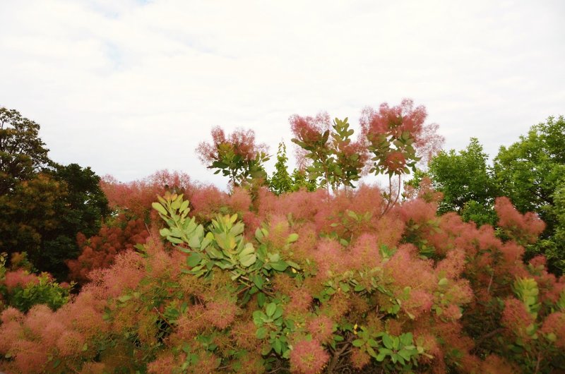 Cotinus coggygria purpureus