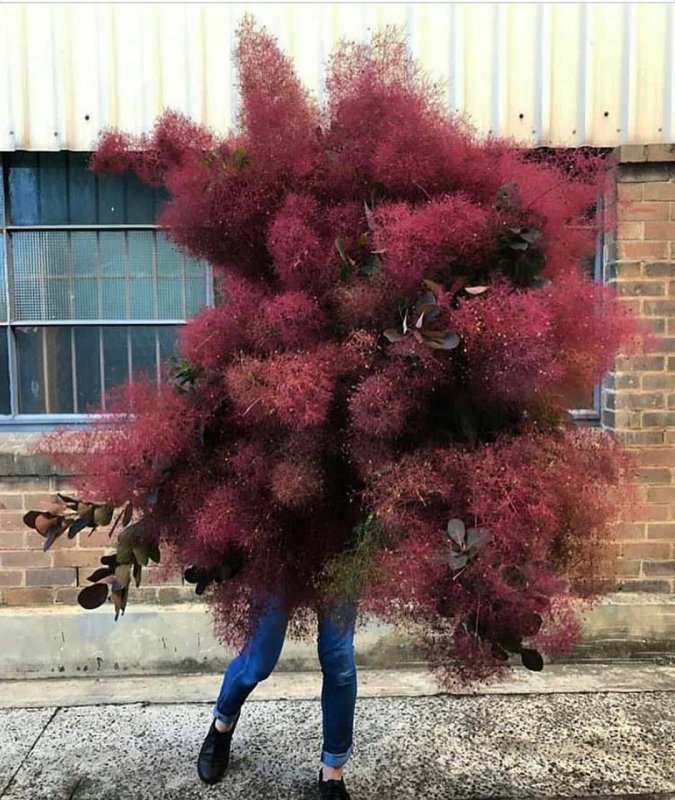 Acer palmatum Atropurpureum