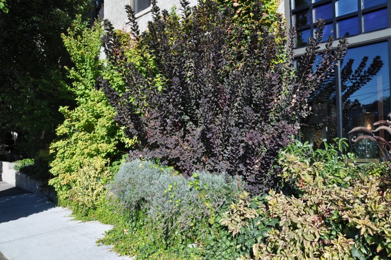 Скумпия Кожевенная (Cotinus coggygria `Royal Purple`)