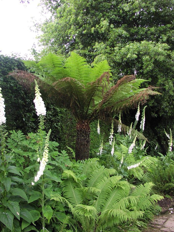 Tree Fern