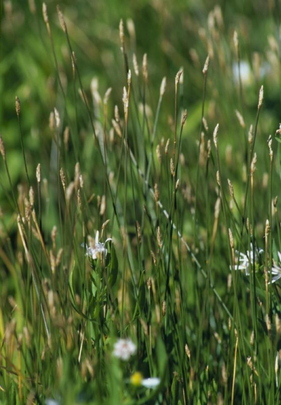 (Род Болотница (Eleocharis))