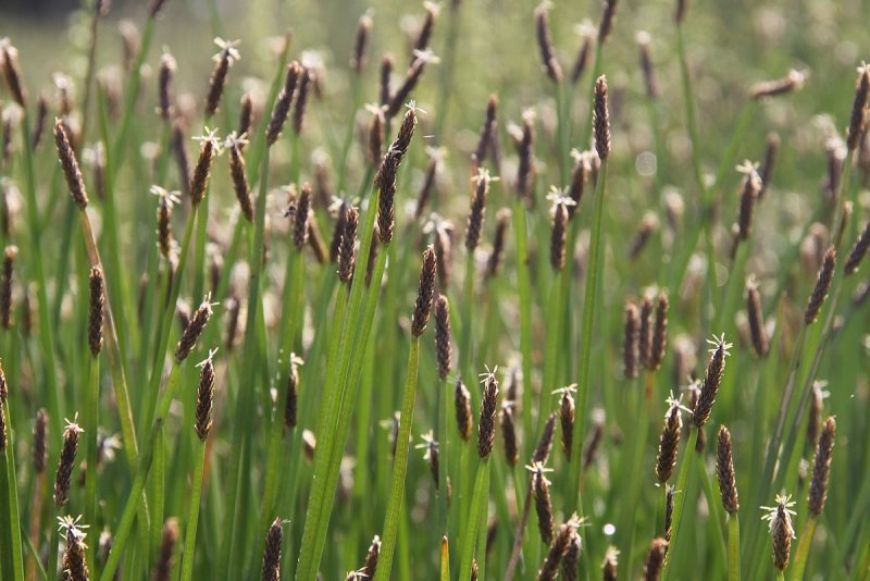 Ситняг болотный Eleocharis palustris