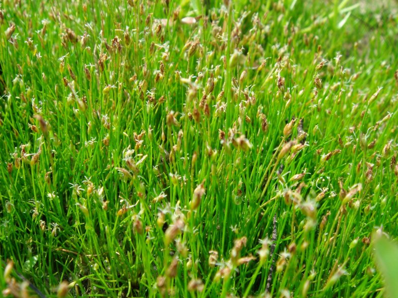 Болотница игольчатая Ситняг Eleocharis acicularis
