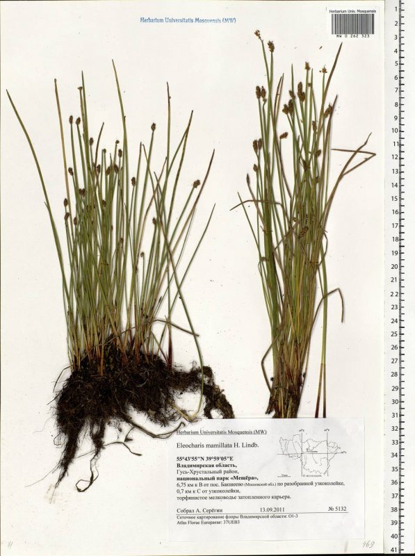 Eleocharis mamillata
