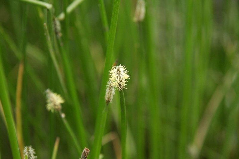 Болотница Болотная Eleocharis palustris