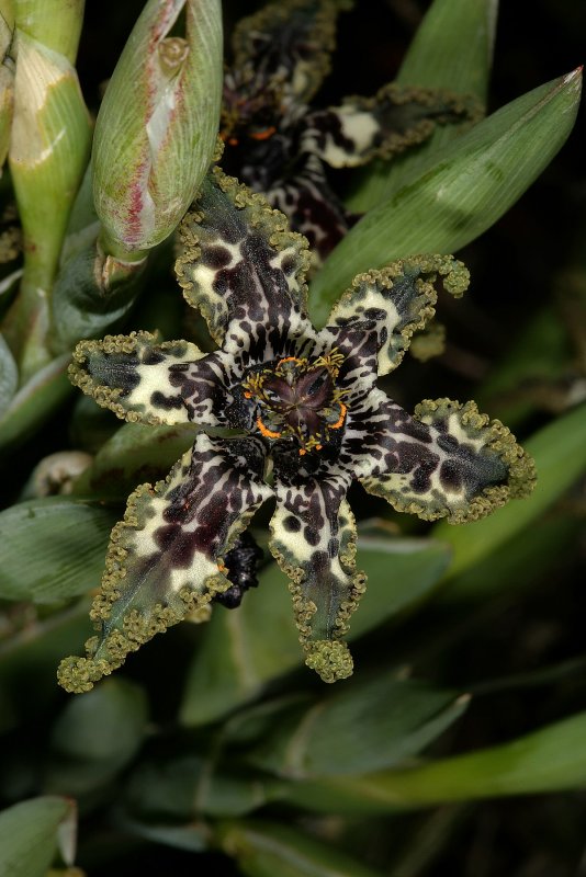 Феррария (Ferraria) crispa