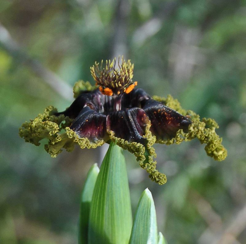 Феррария (Ferraria) crispa