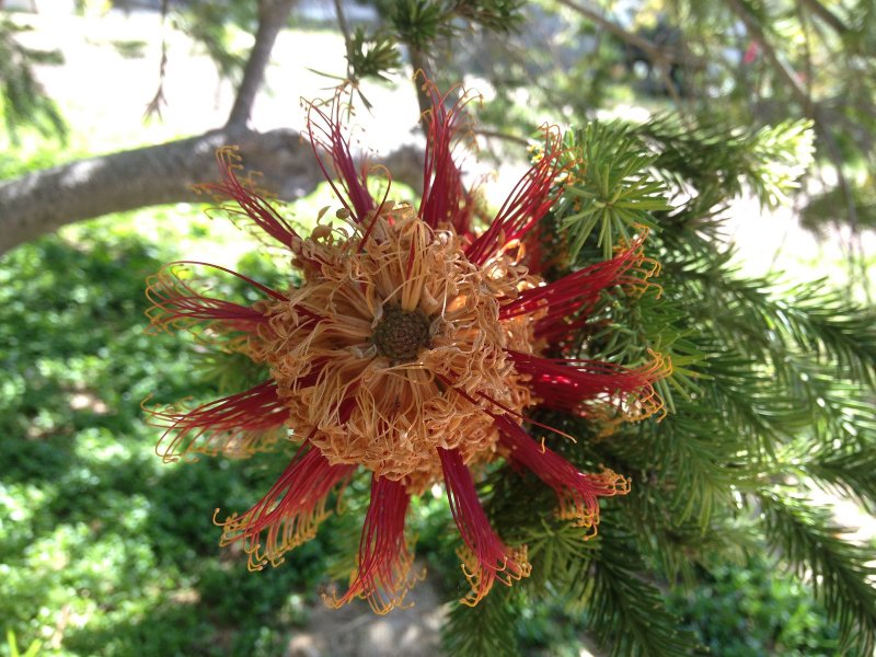 Ferraria crispa form a