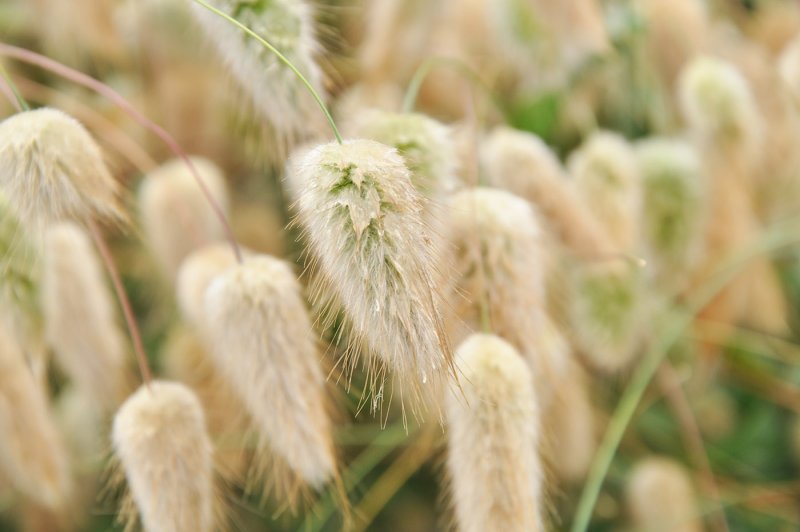 Lagurus ovatus зайцехвост