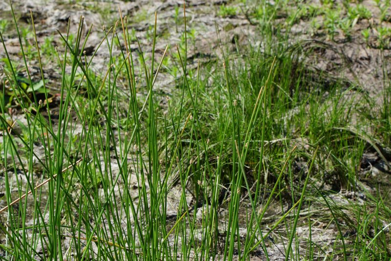 Болотница Болотная Eleocharis palustris