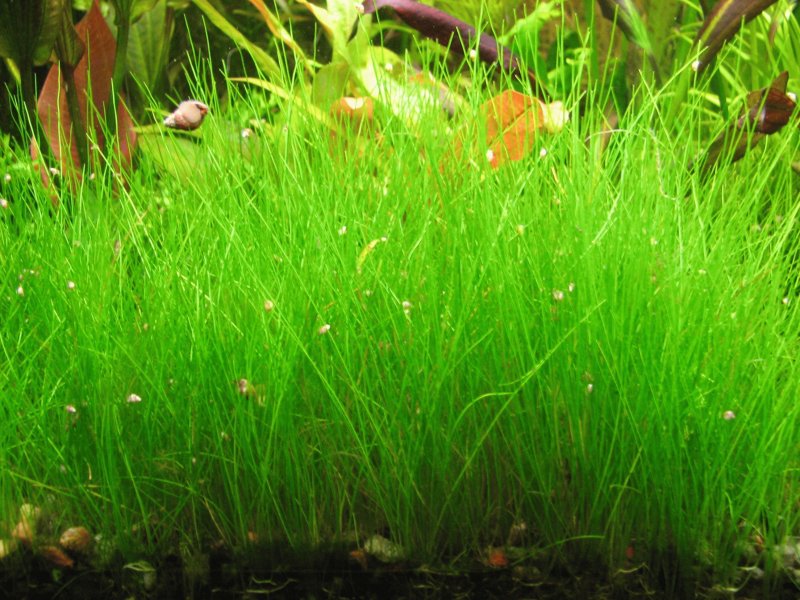 Элеохарис Ацикулярис (Eleocharis acicularis)