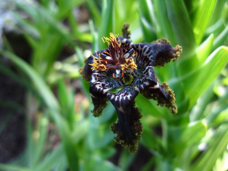 Феррария (Ferraria) crispa