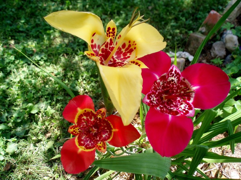 NC Ferraria