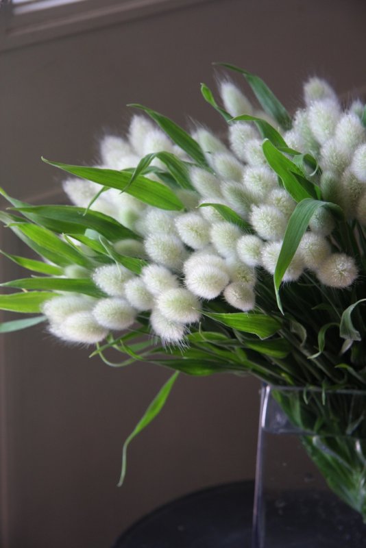 Lagurus ovatus зайцехвост