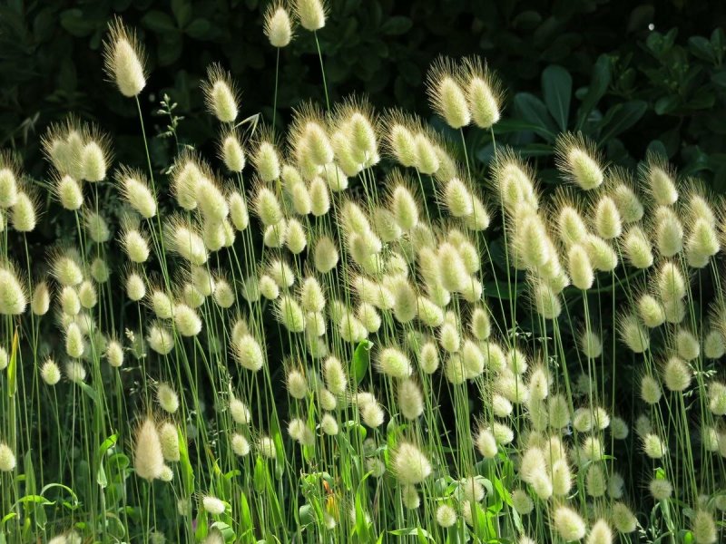 Lagurus ovatus зайцехвост