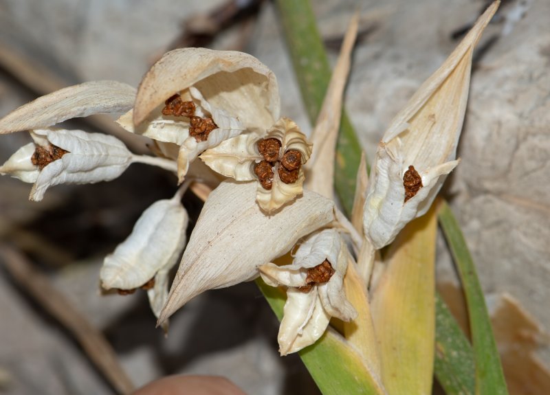 Ferraria crispa form a