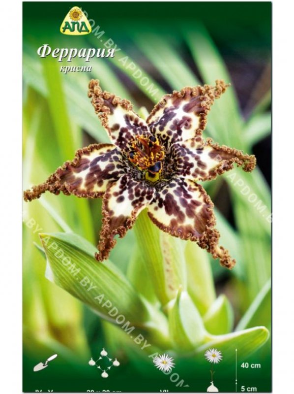 Romulea monadelpha-Ромулея Romulea monadelpha