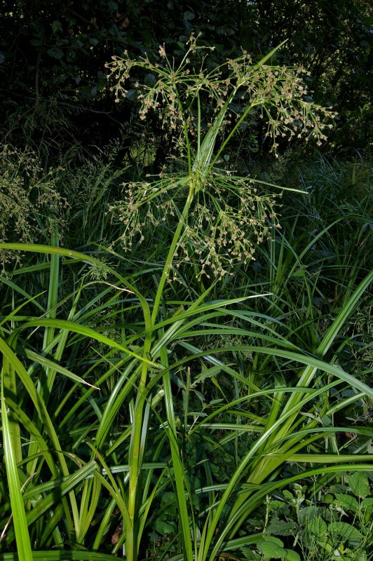 Scirpus sylvaticus – камыш Лесной