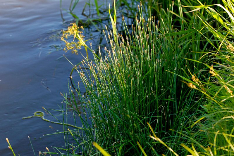 Ситняг болотный Eleocharis palustris