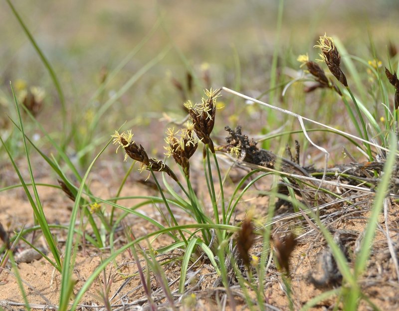 Осока узколистная Carex stenophylla
