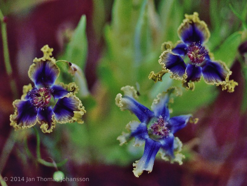 Ferraria crispa form a