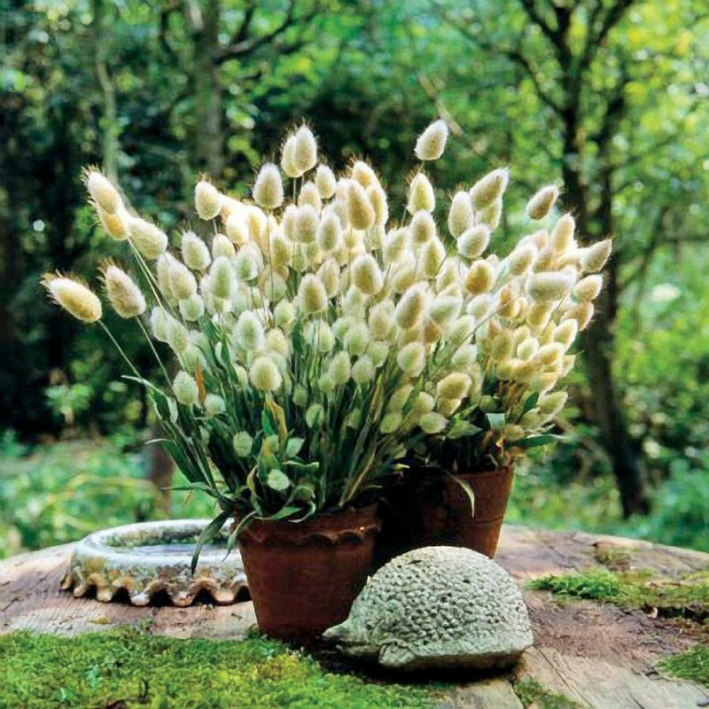 Lagurus ovatus зайцехвост