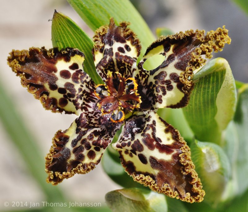 Феррария (Ferraria) crispa