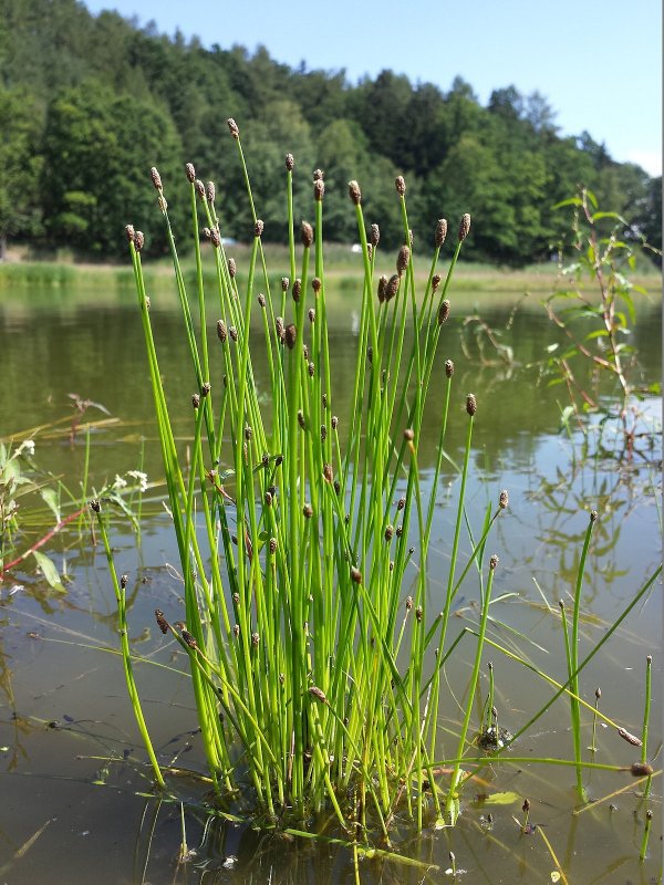 Eleocharis Ситняг болотный
