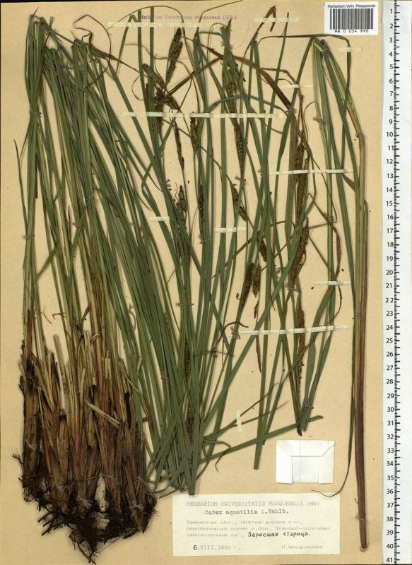 Осока водяная Carex aquatilis