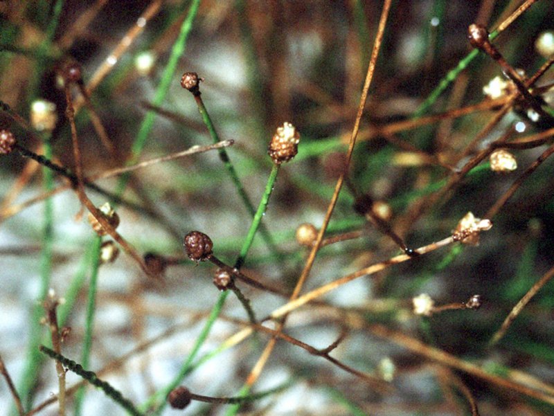Thellungiella parvula