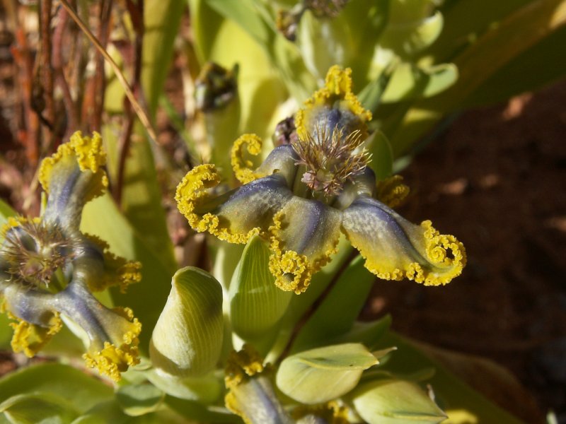Феррария (Ferraria) crispa