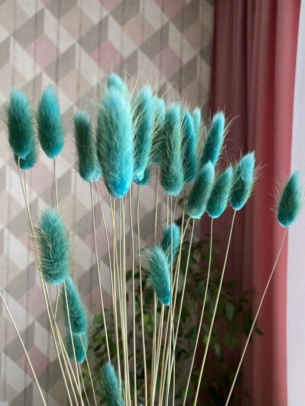 Кортадерия Селло серебристая