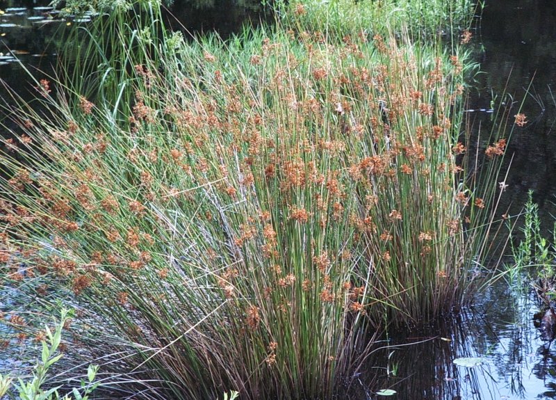 Ситник (Juncus)
