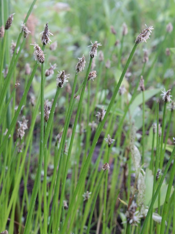 Eleocharis mamillata