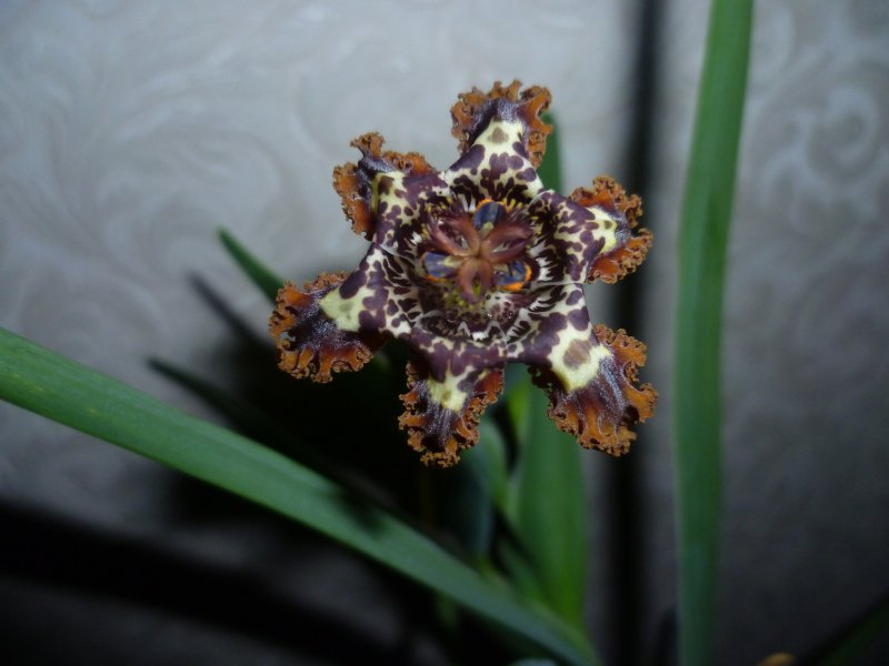 Ferraria foliosa