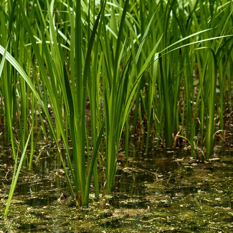 Acorus Calamus