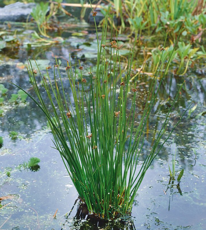 Ситник развесистый Juncus effusus