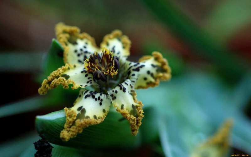 Ferraria crispa form a