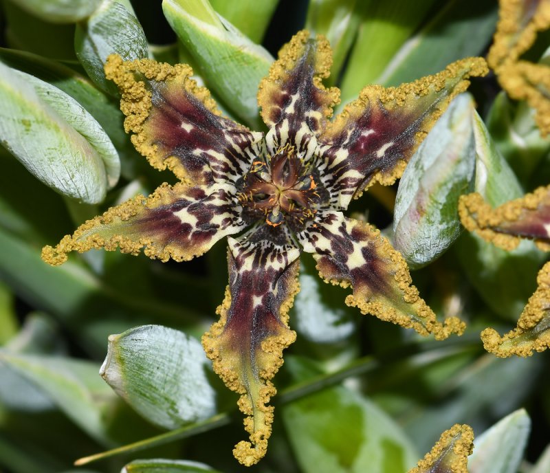 Ferraria crispa form a