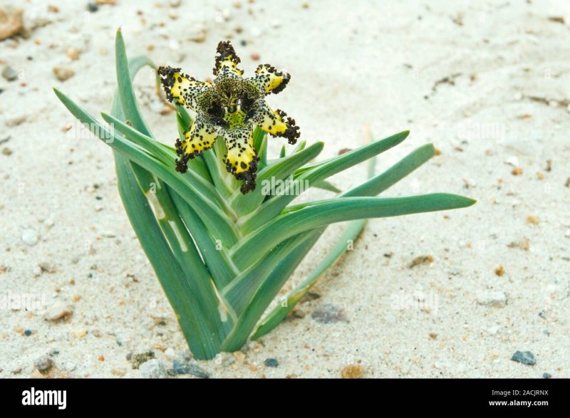Moraea villosa