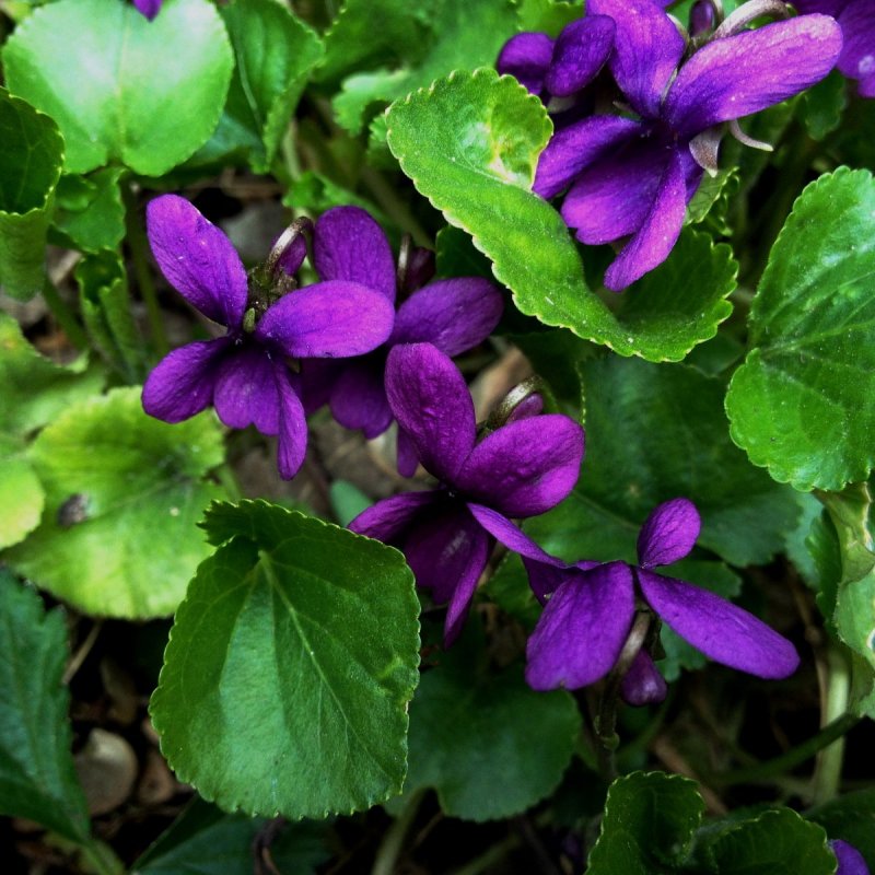 Фиалка душистая Alba