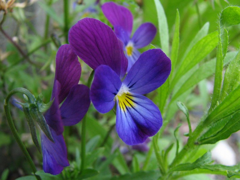 Viola altaica ker.-Gawl.