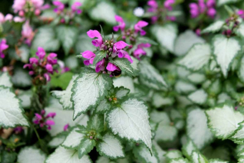 Яснотка (Lamium)