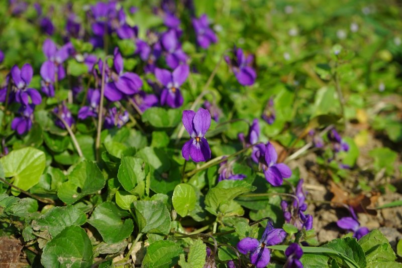 Фиалка надрезанная Viola Incisa