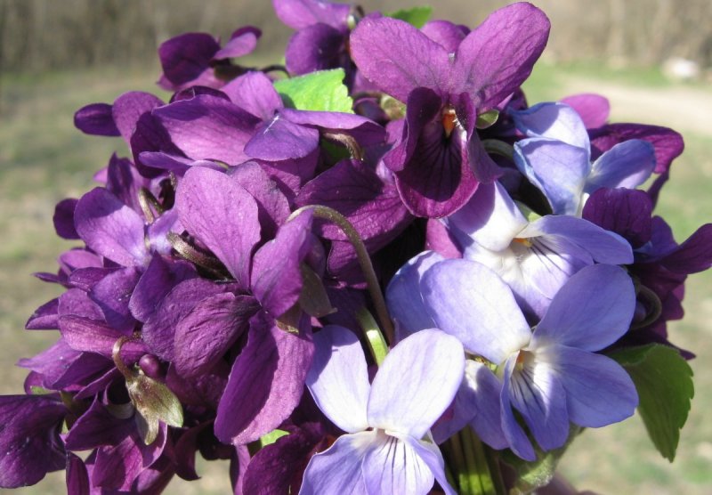 Фиалка крийская
