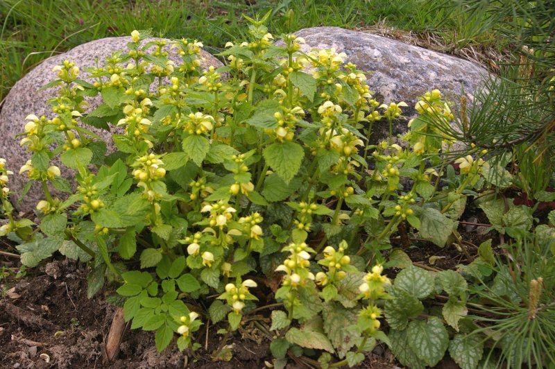 (Лат. Lamium maculatum) Pink Pearl