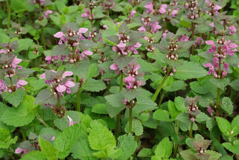 Живучка Женевская (Ajuga Genevensis)