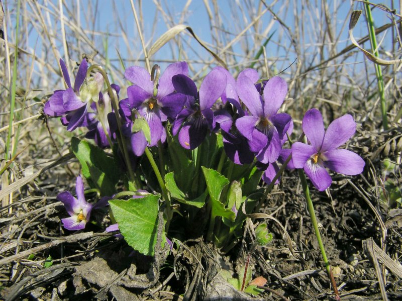 Фиалка крийская