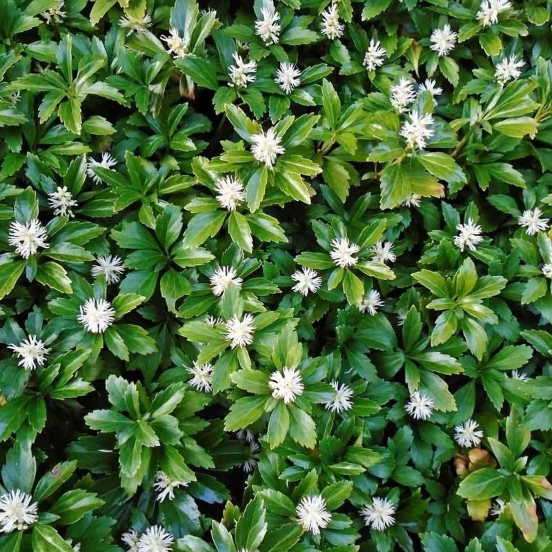 Пахизандра верхушечная variegata
